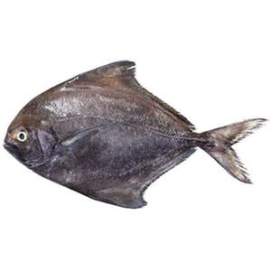 Black Pomfret