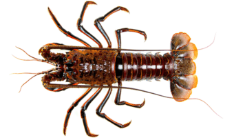 Spiny Lobster