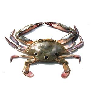 Three Spot Crab