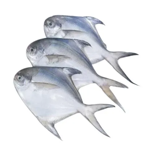 White and Silver Pomfret