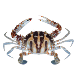 Crab