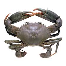 Mud Crab