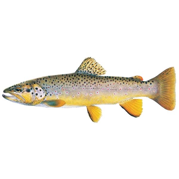 Rainbow Trout