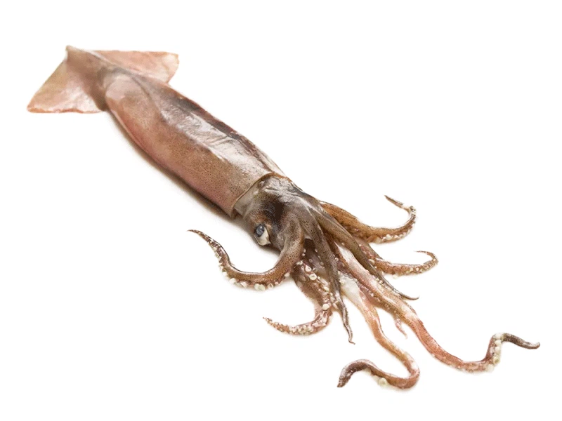 Squid