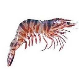 Tiger Shrimp