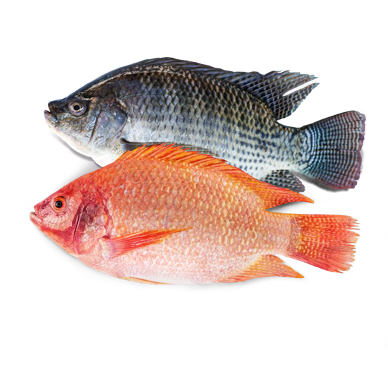 Tilapia