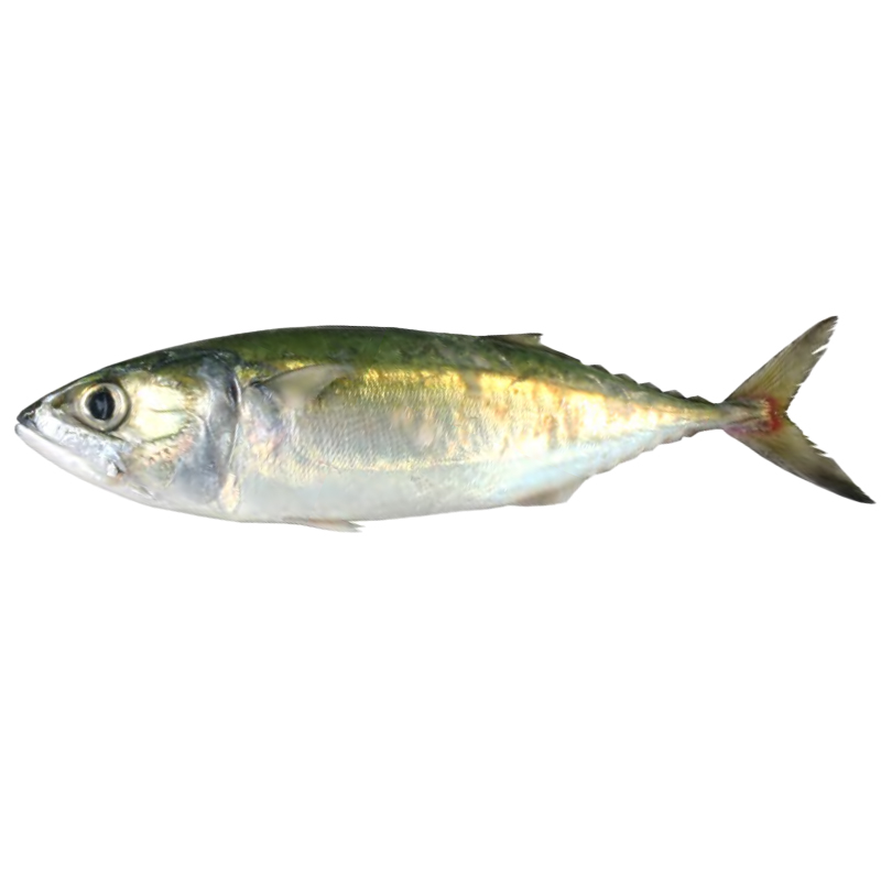 Yellowfin Tuna
